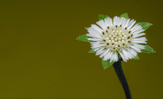 Bhringraj: The Magic Elixir for Hair