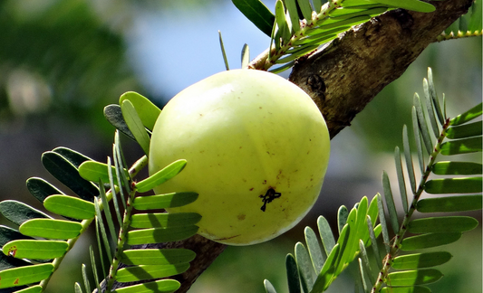 This happens when you include Amla(Gooseberry) in your diet!